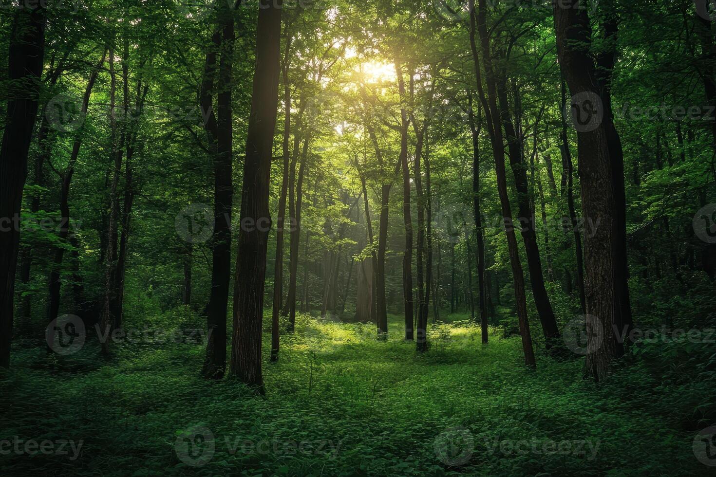 Sunbeams Shining Through a Lush Green Forest photo