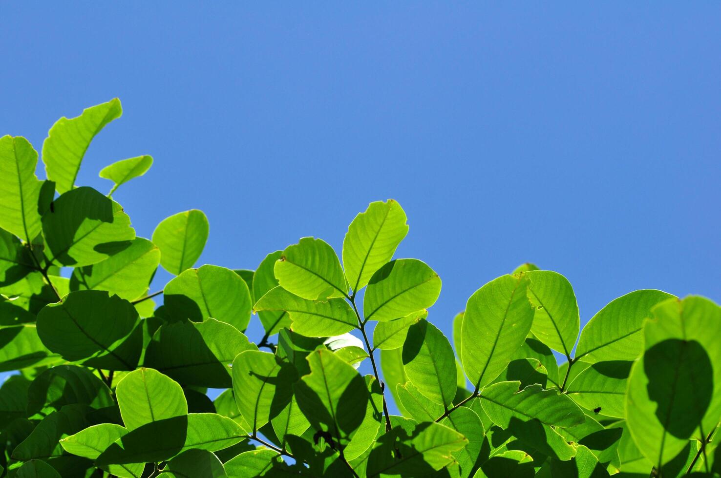 Bright and fresh green leaves illuminated by sunlight, standing out against a clear blue sky photo