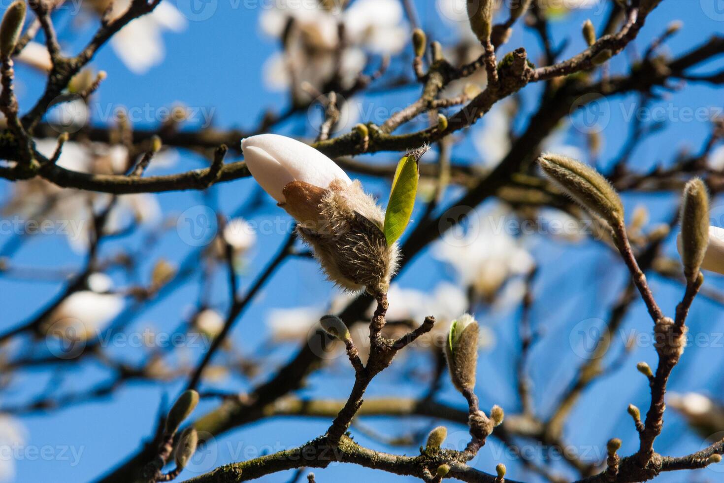 White spring flowers on the trees. A close-up of delicate white magnolia flowers against a soft blue sky with blurred brunches. The blossoms symbolize purity, renewal, and the beauty of springtime. photo
