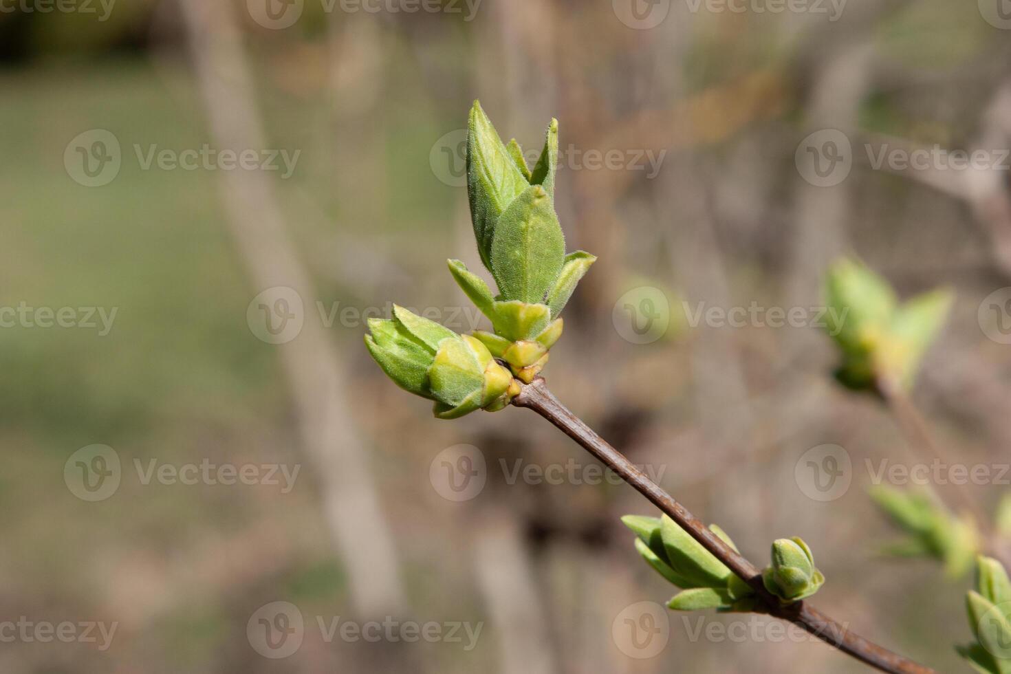 The green lilac buds on the twigs in early spring are preparing to open into fresh green leaves. The period of nature renewal. Delicate natural background with green buds photo
