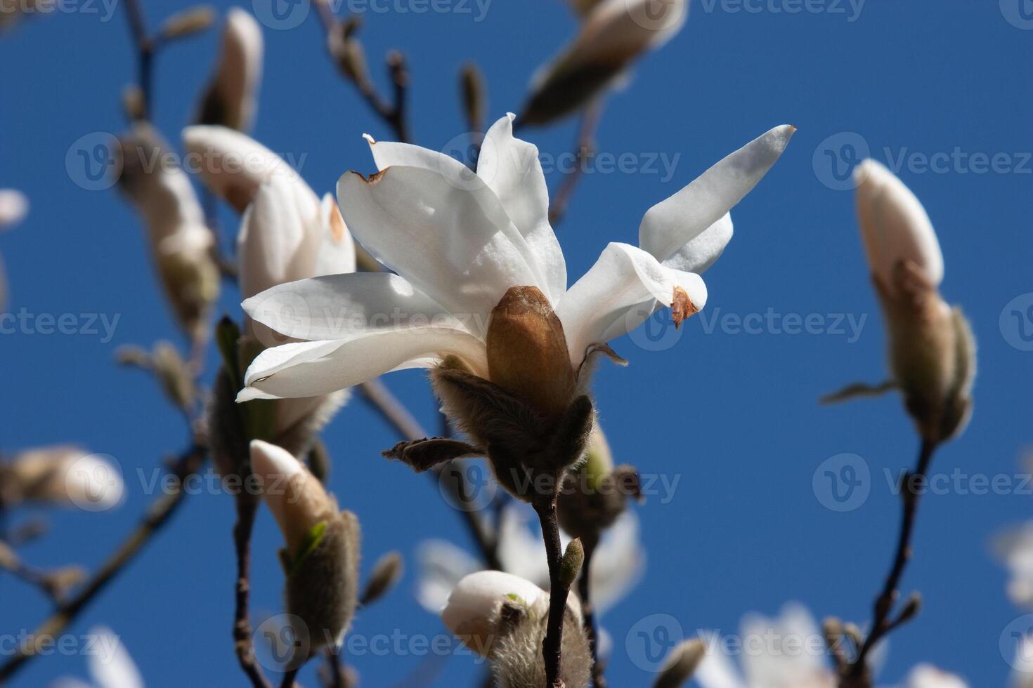 Spring flowers on the trees. A close-up of delicate white magnolia flowers against a soft blue sky. The blossoms symbolize purity, renewal, and the beauty of springtime. Flower background photo