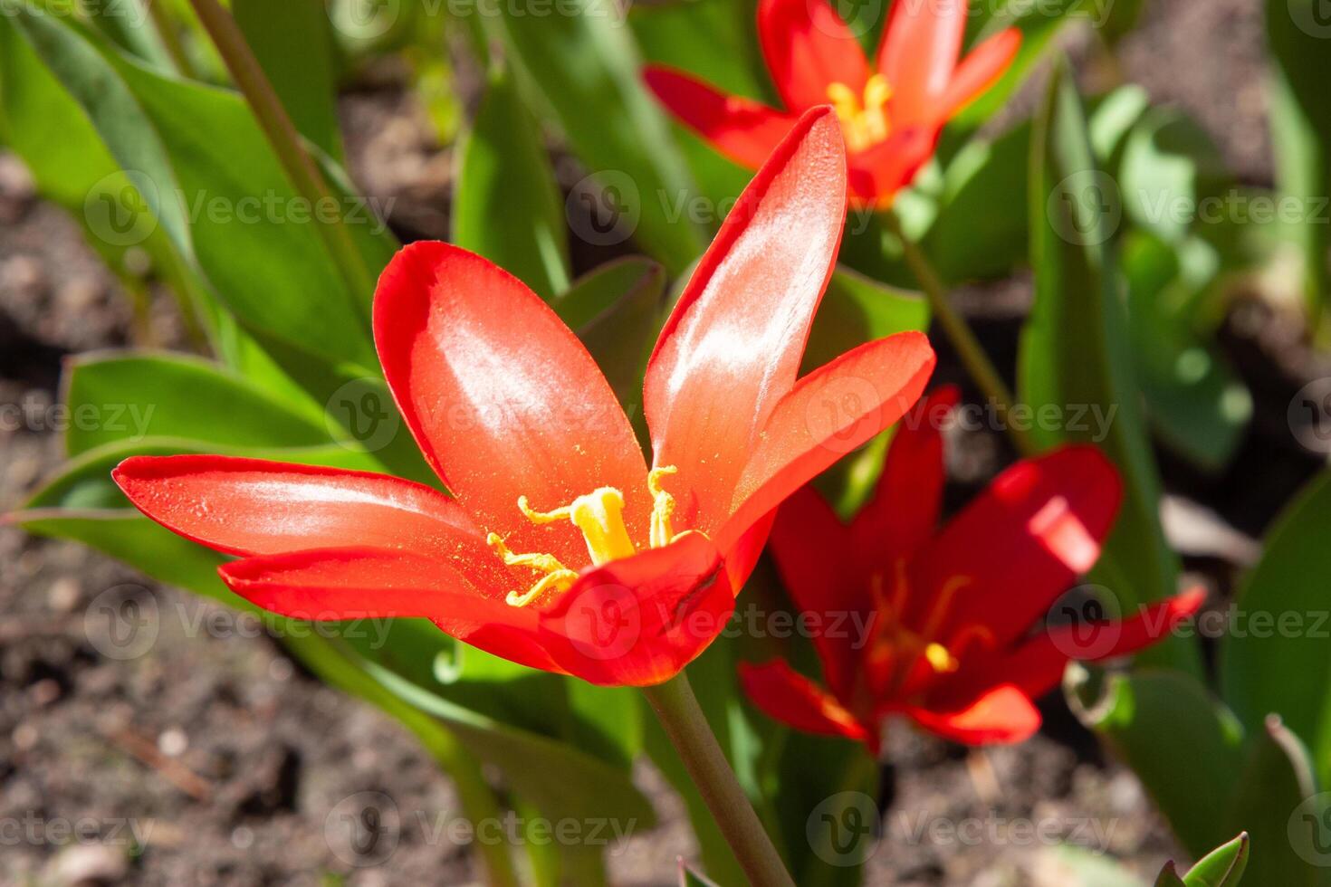 Red flowers. Beautiful Tulipa kaufmanniana cultivar water lily tulip native to central asia with high contrast color of tulip flowers and earliest blooming on spring. photo