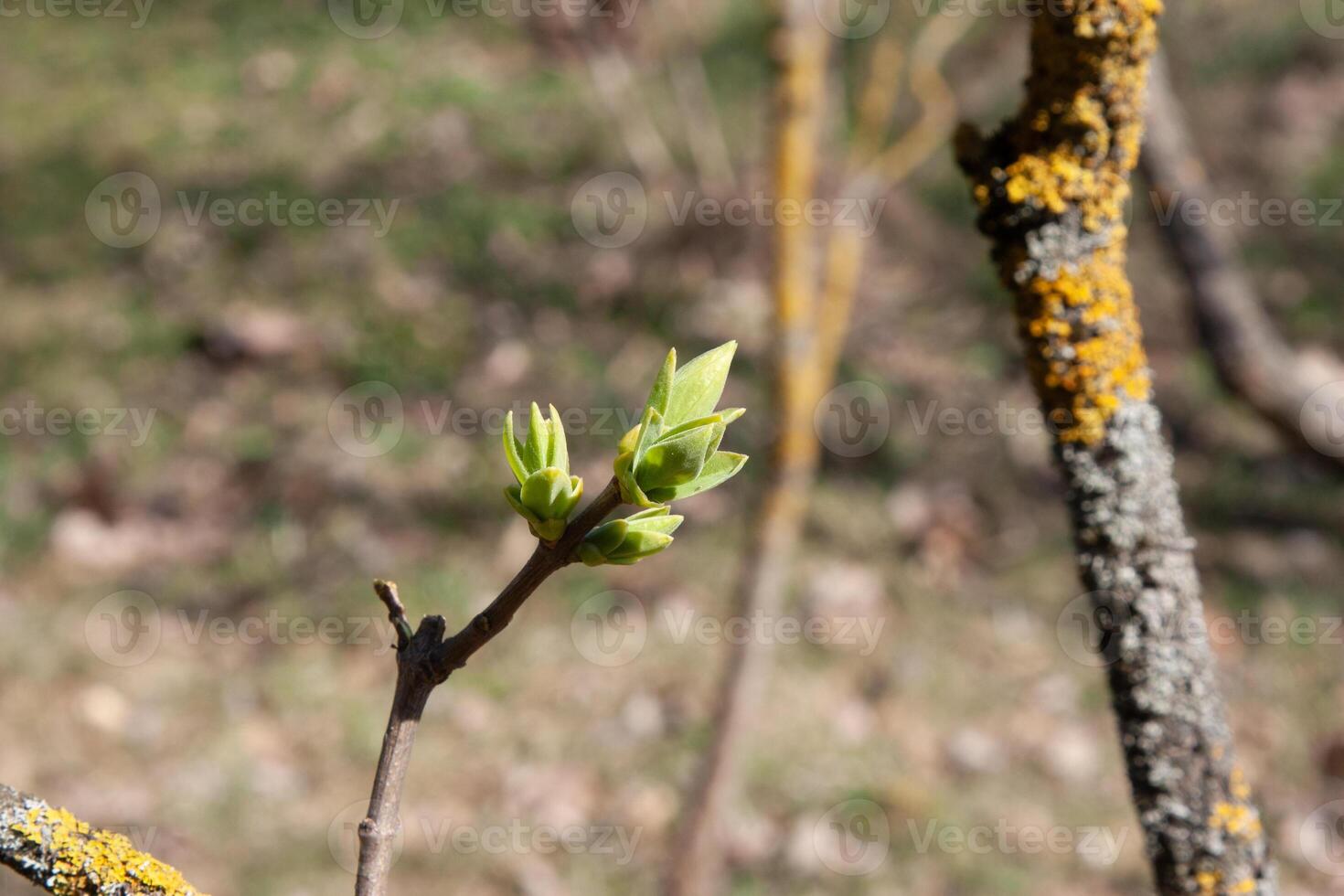 The green lilac buds on the twigs in early spring. The period of nature renewal. Delicate natural background with green buds photo