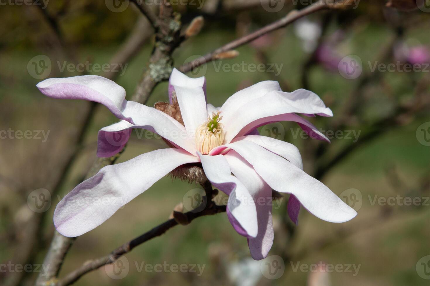 Beautiful pink flowering tree in spring. Delicate pink magnolia flowers on a soft green natural background under the sunlight. Spring blooming. Natural background with beautiful colors photo