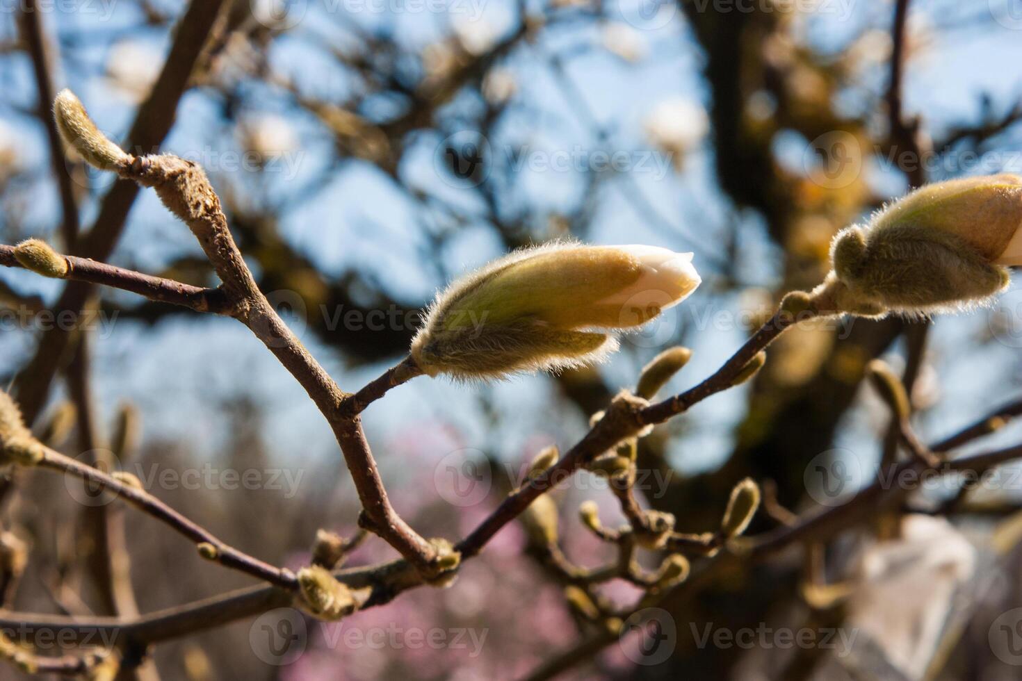 White spring flowers on the trees. A close-up of delicate white magnolia flowers against a soft blue sky. The blossoms symbolize purity, renewal, and the beauty of springtime. Flower background photo