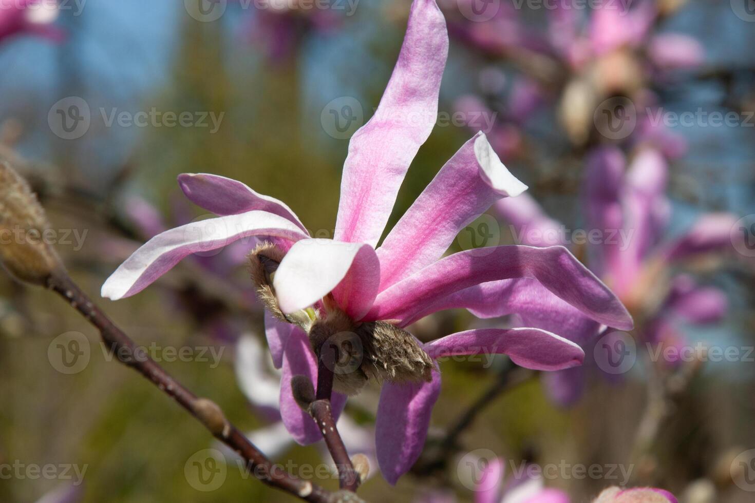 Beautiful pink flowering trees in spring. Magenta magnolia flowers on a soft green natural background under the sunlight. Spring blooming. Natural background with beautiful colors photo