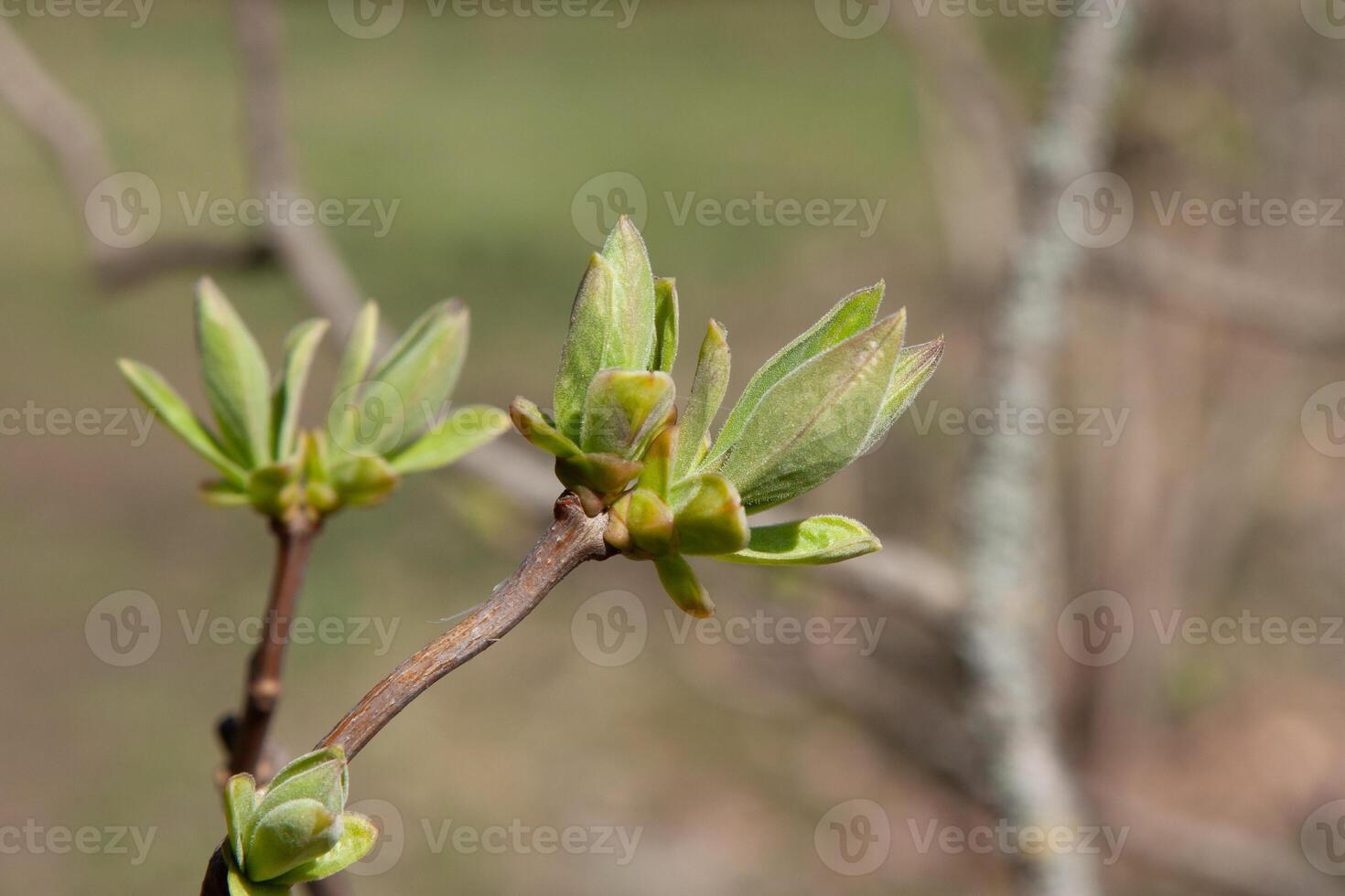 Green lilac buds on the twigs in early spring are preparing to open into young, fresh green leaves. The period of nature renewal. Delicate natural background with green buds photo