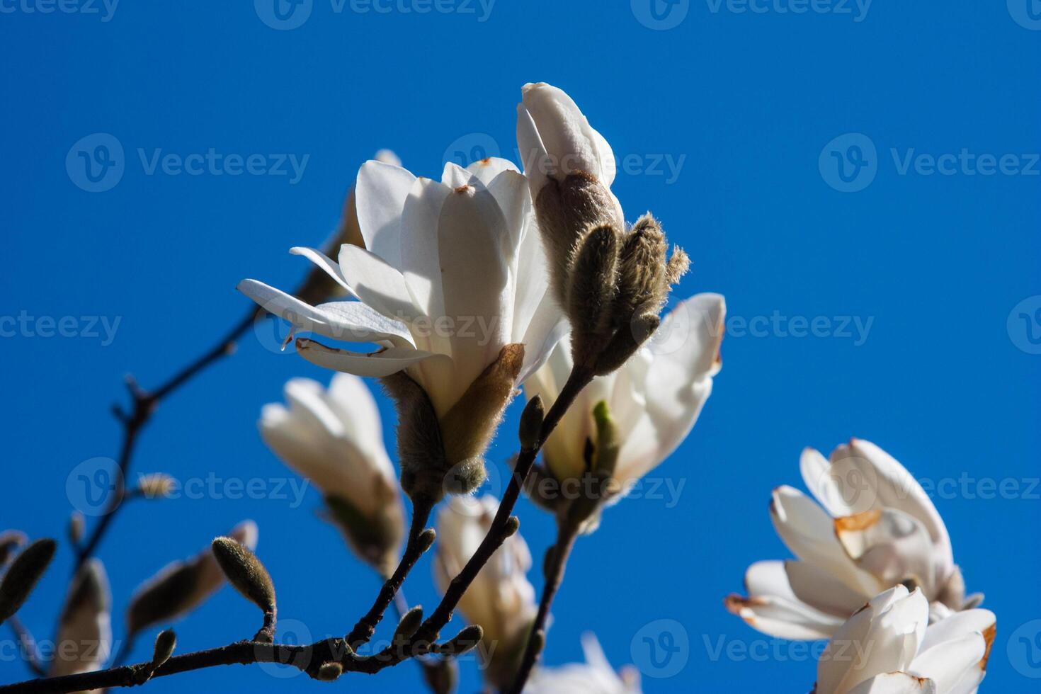 White spring flowers on the trees. A close-up of charming white magnolia flowers against a soft blue sky. The blossoms symbolize purity, renewal, and the beauty of springtime. Flower background photo