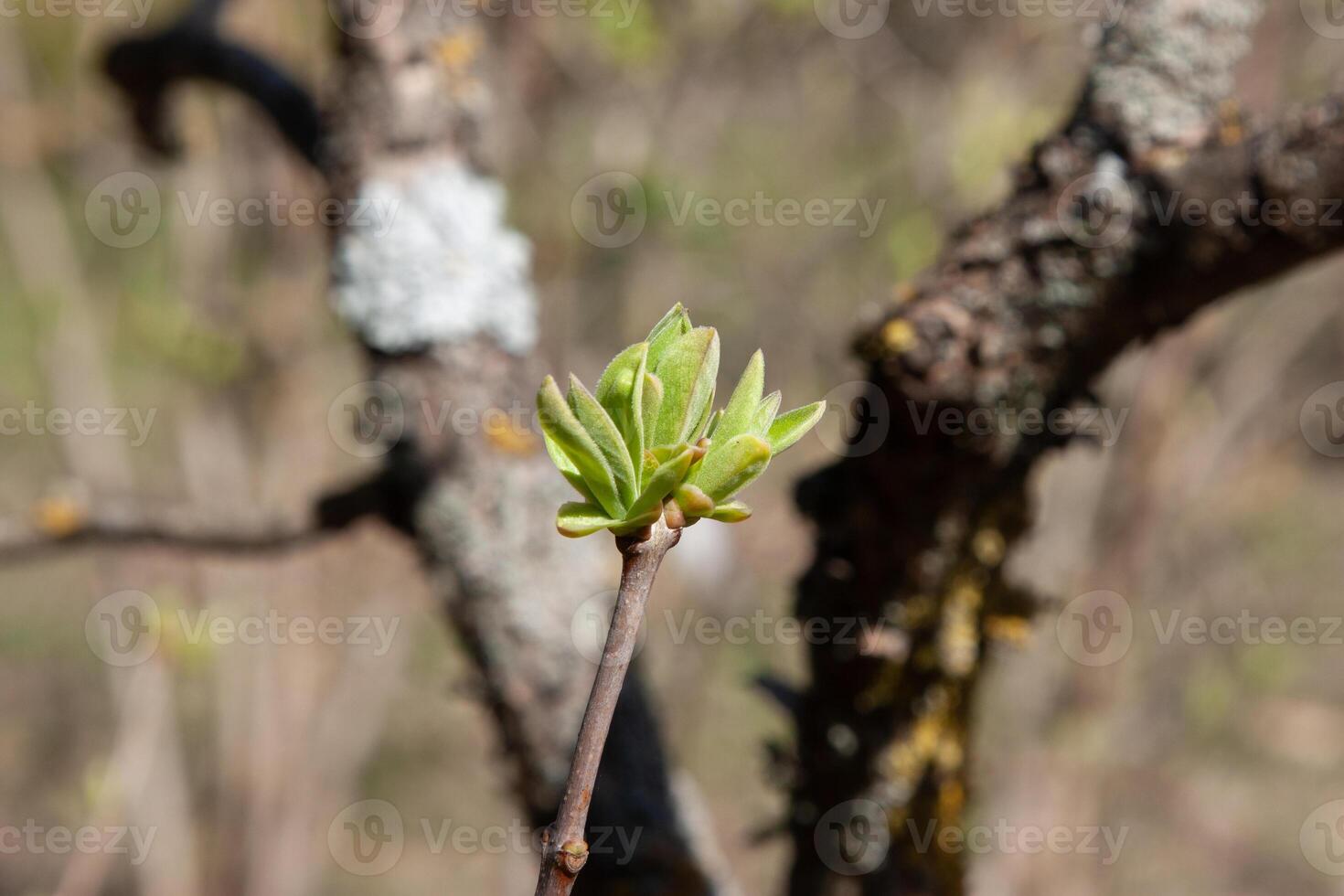 The green lilac buds in early spring are preparing to open into young, fresh green leaves. The period of nature renewal. Delicate natural background with green buds photo