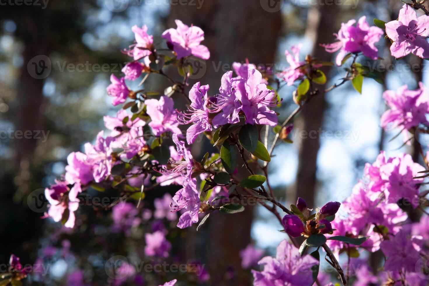 Pink flowers in the sun. The flower bush is blooming. Beautiful purple rhododendron flowers on a branch against the sky and trees. photo