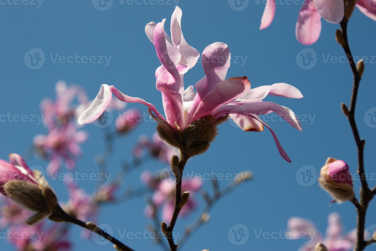 Beautiful pink blooming tree in spring. Delicate pink magnolia flowers on a soft blue sky background under the sunlight. Spring blooming. Natural background with beautiful colors photo