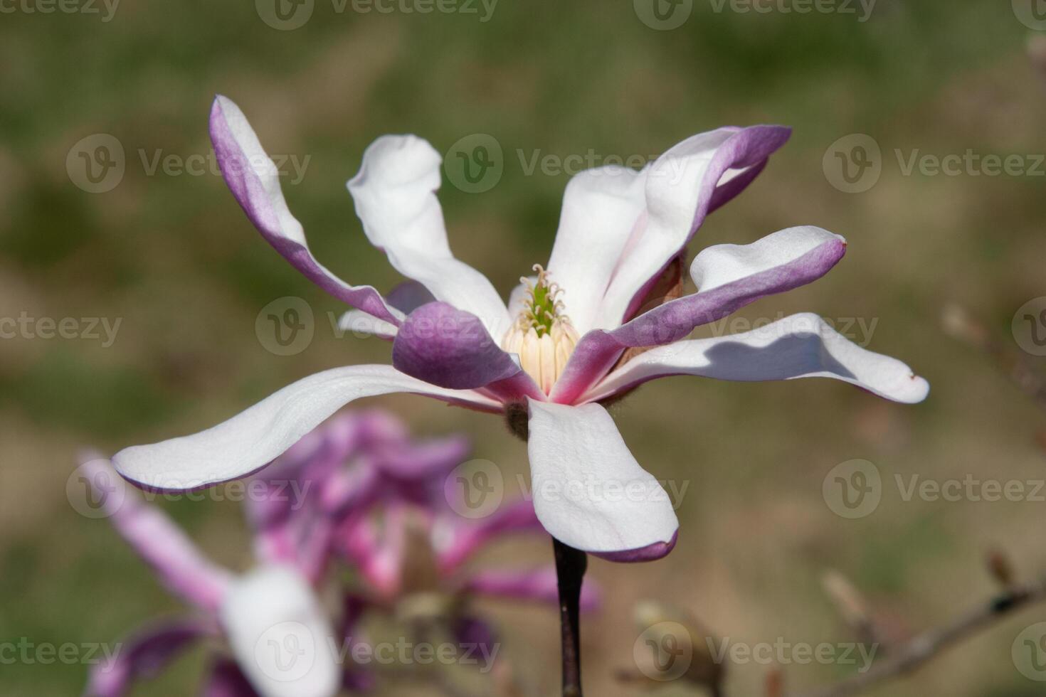 Beautiful pink flowering trees in spring. Delicate pink magnolia flower on a soft green natural background under the sunlight. Spring blooming. Natural background with beautiful colors photo