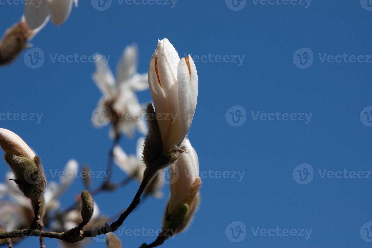 White spring flowers on the trees. A close-up of delicate white magnolia buds against a soft blue sky. The blossoms symbolize purity, renewal, and the beauty of springtime. Flower background photo