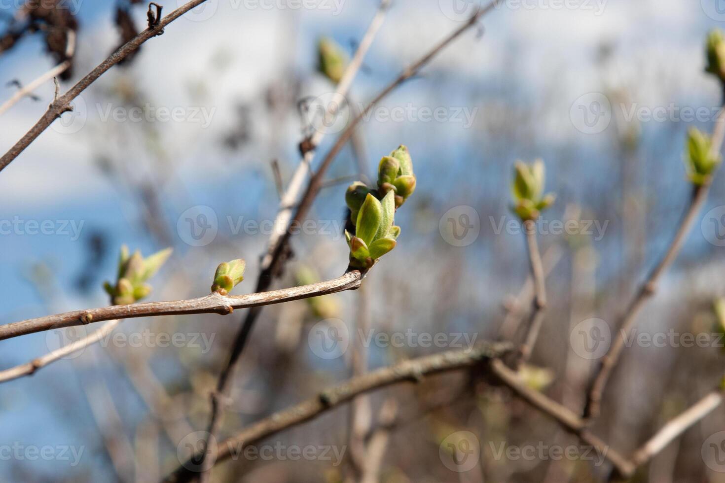 The green lilac buds on the twigs in early spring preparing to open into young, fresh green leaves. The period of nature renewal. Delicate natural background with green buds photo