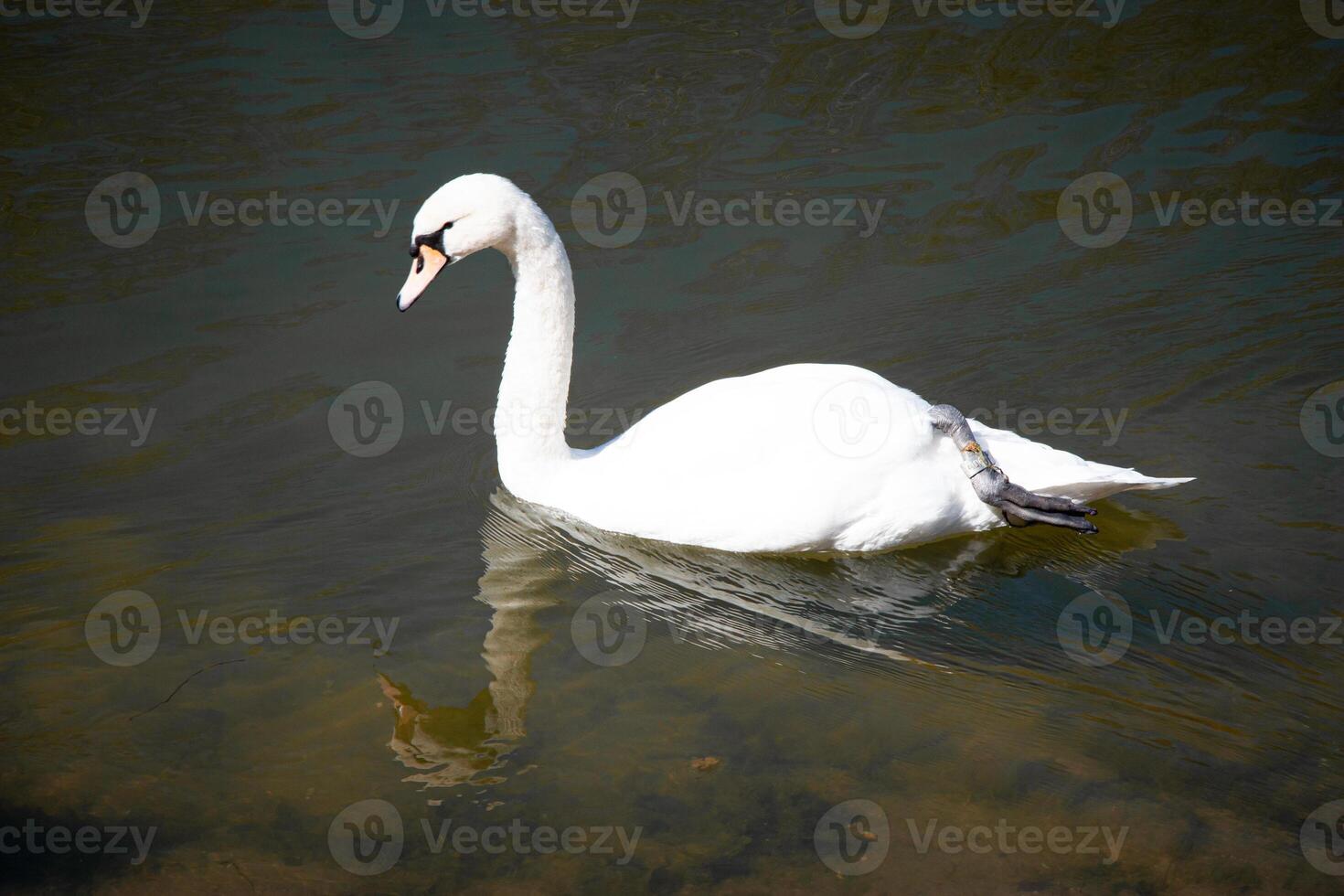 The Big White Bird. Graceful white Swan swimming in the lake, swans in the wild. Photo of a white swan swimming on a lake. The mute swan, latin name Cygnus olor. A bird swims in clear water