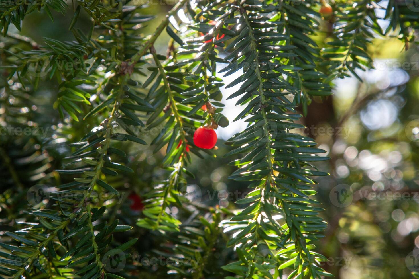 Yew berries. Taxus cuspidata, the Japanese yew.Taxus baccata European yew is conifer shrub photo
