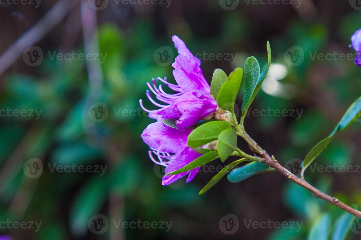 Purple blooming flowers on a background of green foliage. A separate inflorescence. Bright, beautiful purple flowers of a rhododendron bush floral graceful background photo