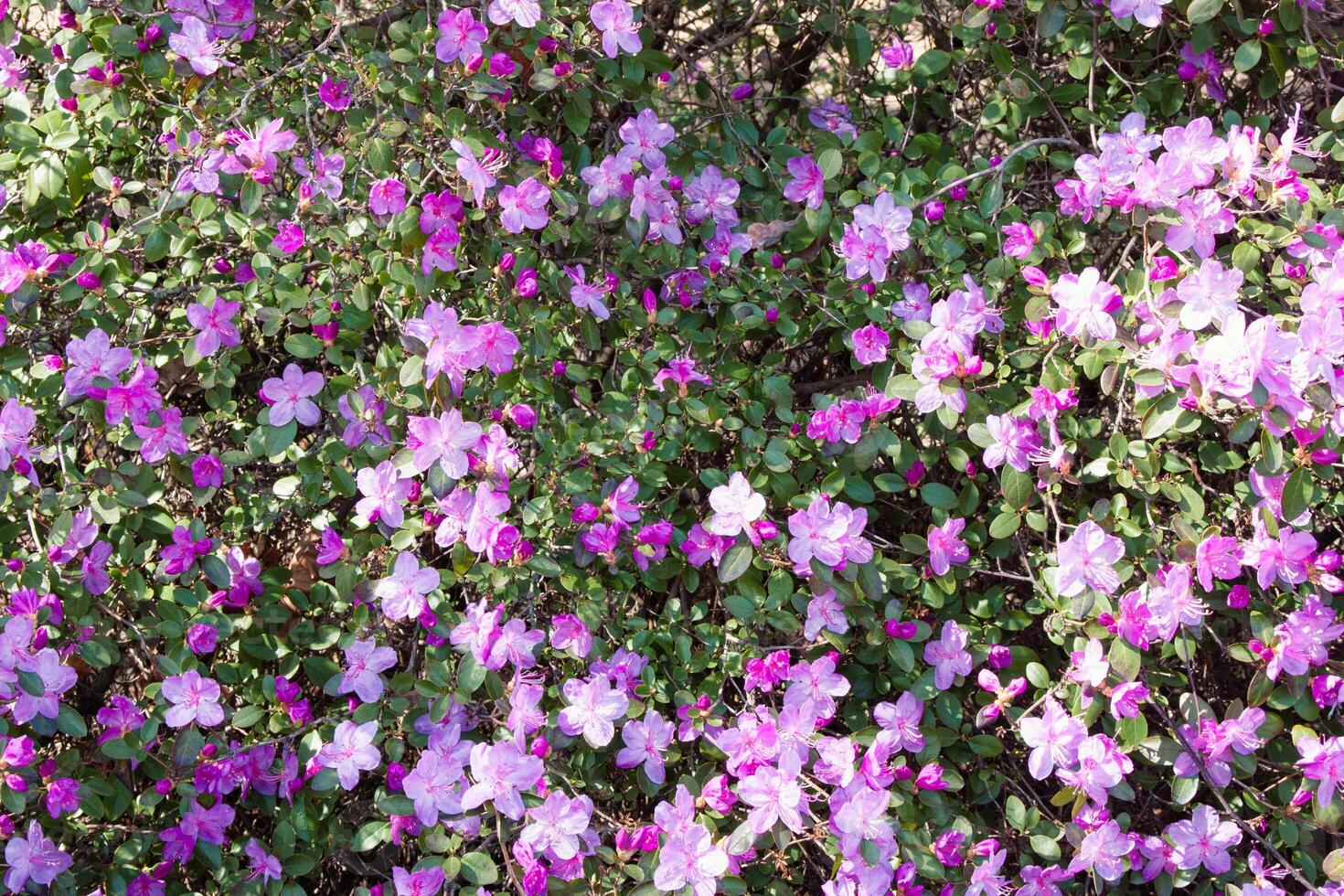 Blooming bush of pink rhododendron in the sun. Lots of blooming purple flowers illuminated by the sun. Delicate foliage background with buds and purple flowers for a beautiful natural wallpaper photo