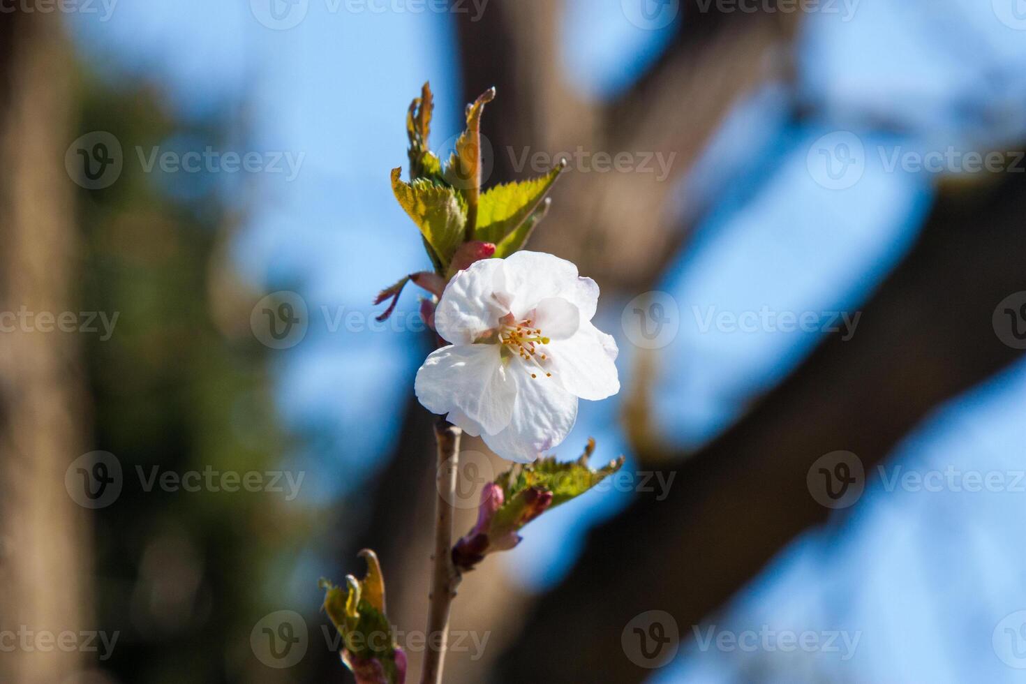 Bright Spring flowers in a light. Spring flowers of an apricot tree on the branches. Beautiful orchard. Shallow depth of field. Bright white flowers isolated on forest background on a sunny day photo