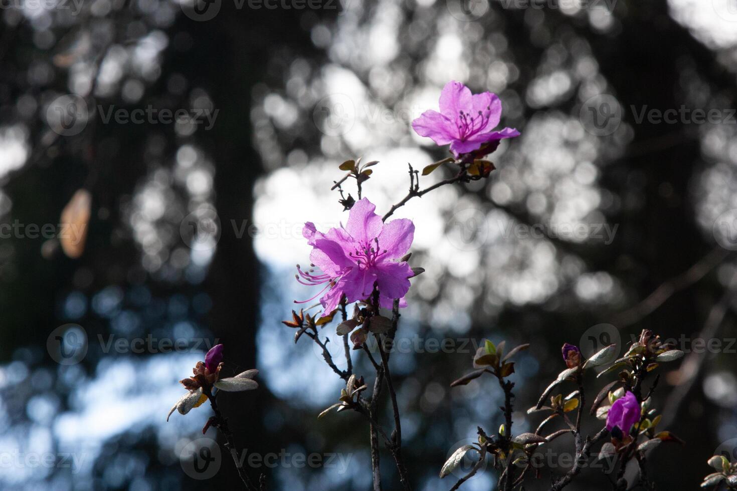 purple rhododendron flowers isolated on a dark background. Beautiful bright pink flowers bloom luxuriantly on the twigs. Natural background with blooming purple flowers for wallpaper photo