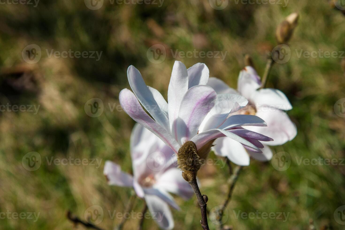 A white magnolia flower on a twig. Pure white color with a pink tinge under sunlight. Delicate flower buds on a tree branch in the garden on green background in spring. Blooming of nature. photo