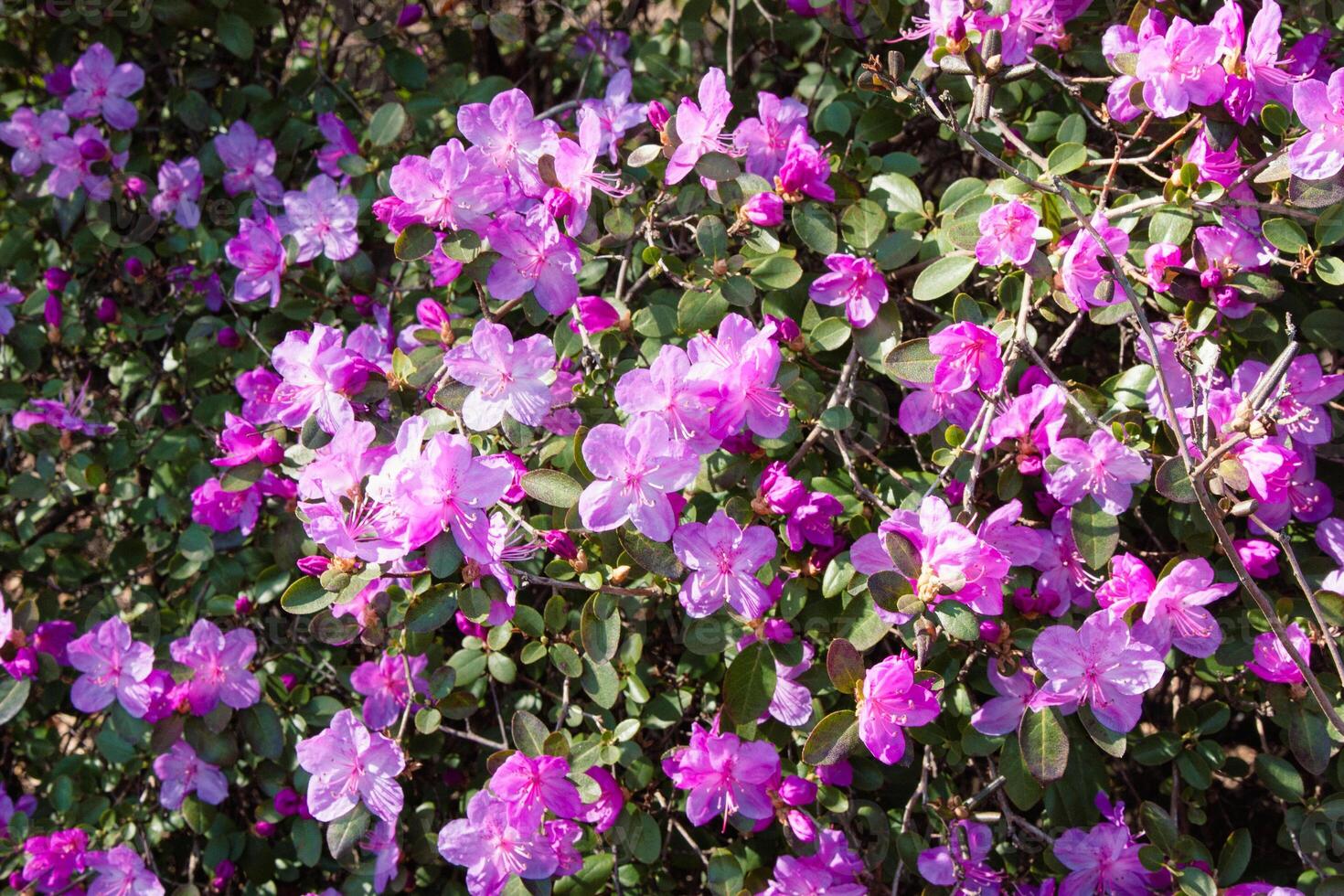 A blooming bush pink rhododendron in the sun. Lots of blooming purple flowers illuminated by the sun. Delicate foliage background with buds and purple flowers for a beautiful natural wallpaper photo