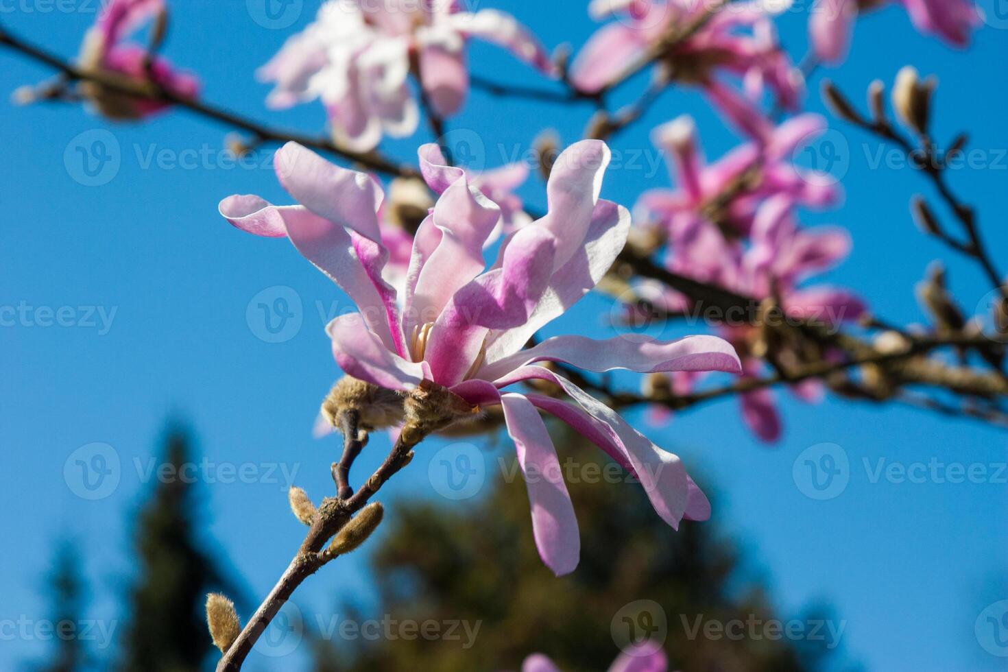 Spring pink magnolia flowers on a branch isolated against a clear blue sky in spring. The flowering of nature in the spring season. Delicate flowers in full bloom on a branch photo