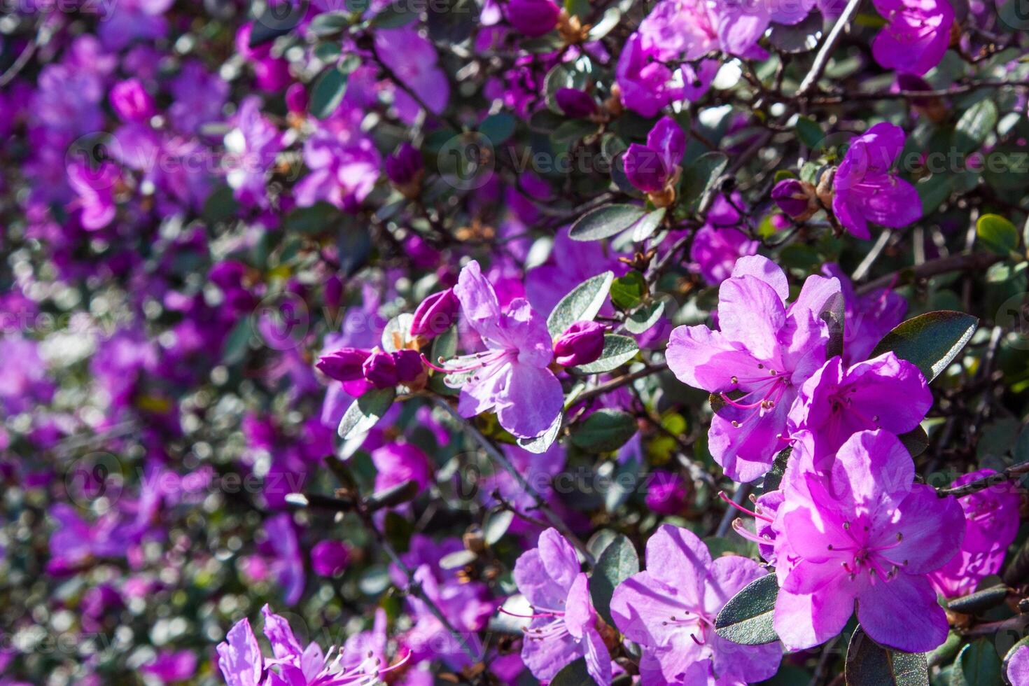 Colorful pink magenta flowers, large rhododendron bush on a sunny day. Blooming shrub plants. Majestic big flowers in full blossom. Bright purple flowers on a soft floral background photo