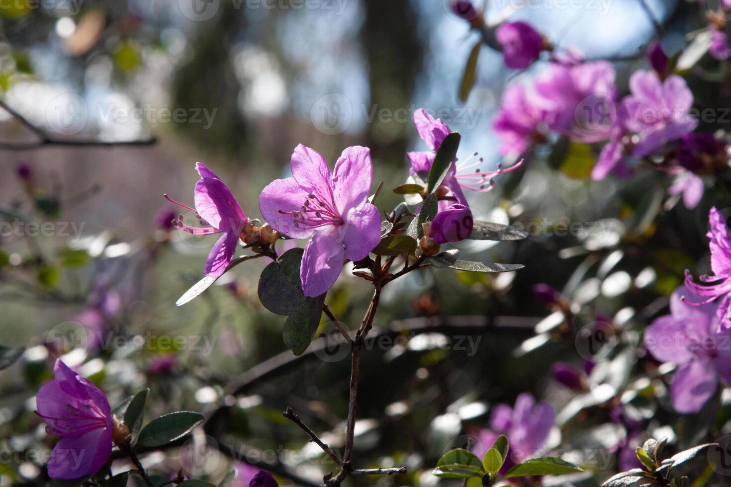 Pink rhododendron flowers illuminated by the sun on a lush flower bush. A dark green forest background with bright pink flowers. Natural lilac floral wallpaper background photo