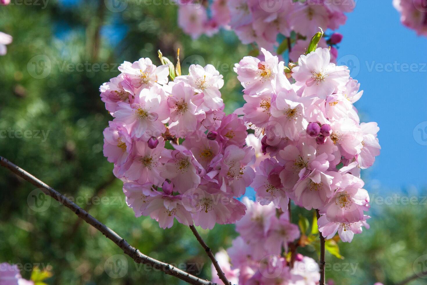 Charming cherry blossoms. Delicate pink flowers on a dark fir background. The luxuriantly blooming branches of the tree. Spring blooming fresh pink wallpaper background photo
