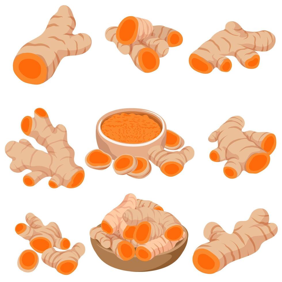 Turmeric Illustration Set Root and Slice vector