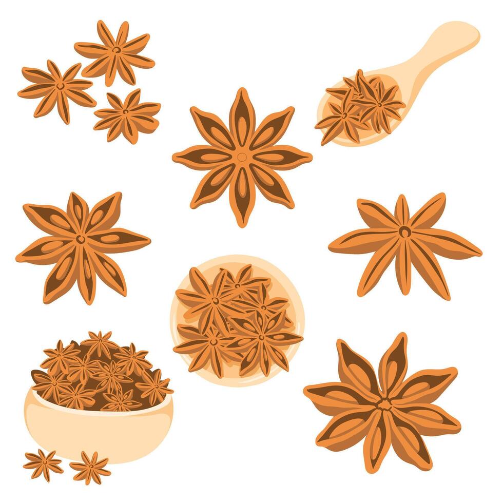 Star Anise Illustration Set Hand Drawn Spice Elements vector