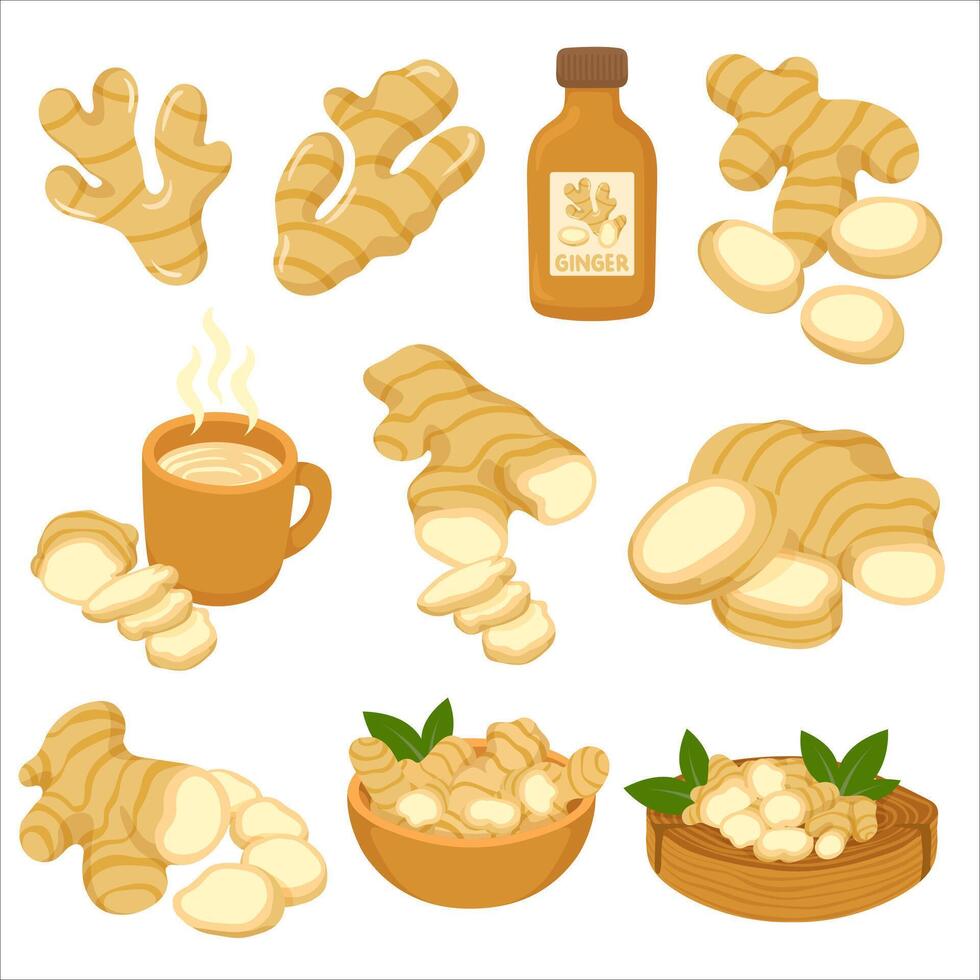 Flat Illustration Ginger Root Slices and Drink vector