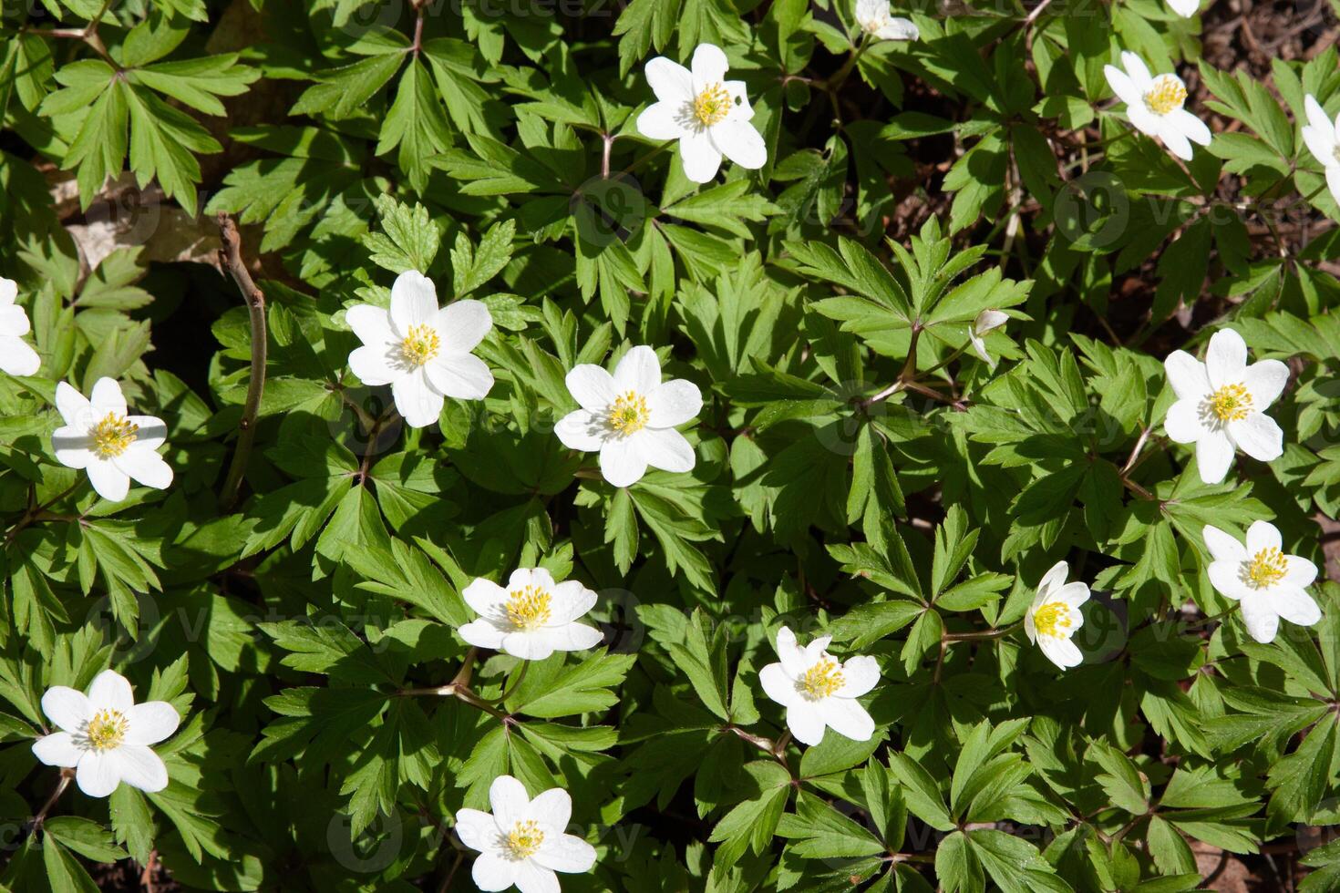 Anemonoides nemorosa. White wild flowers wood anemone in spring forest. Blossom beauty, nature, natural. Sunny summer day, green grass in park White forest flowers with beautiful green leaves photo