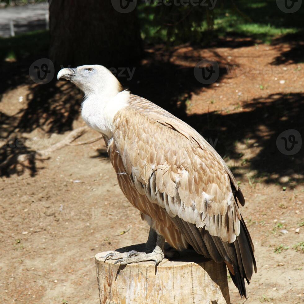 A griffon vulture stands on a tree stump in its natural habitat. photo