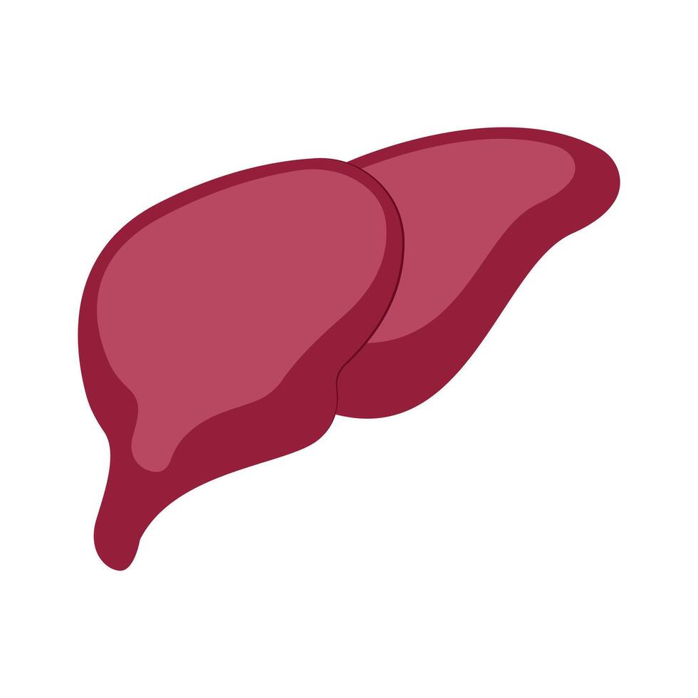 Liver Organ Illustration vector