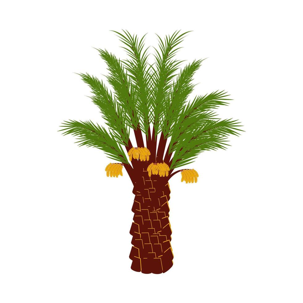 Date Palm Tree Illustration vector