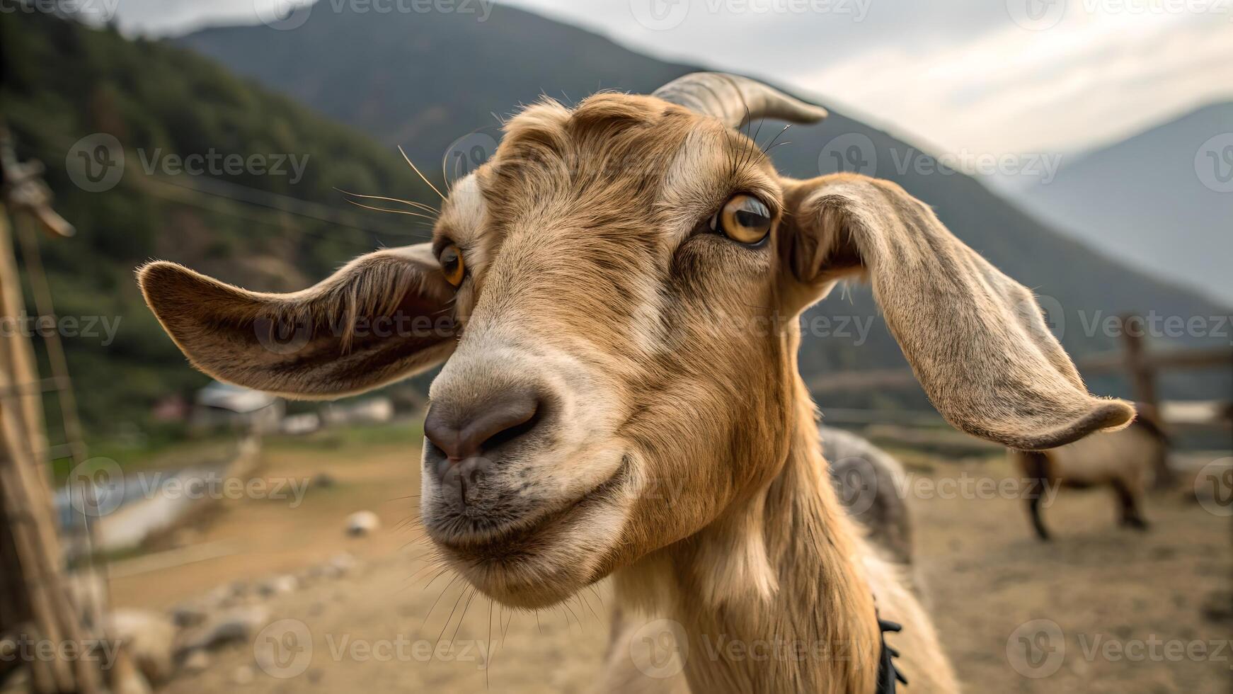 Curious Goat in Mountain Landscape Close Up photo