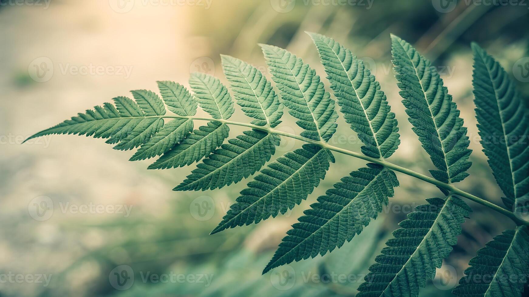 Fern Leaf Detailed Close-Up in Soft Light for Nature Enthusiasts and Botanical Designers fern photo