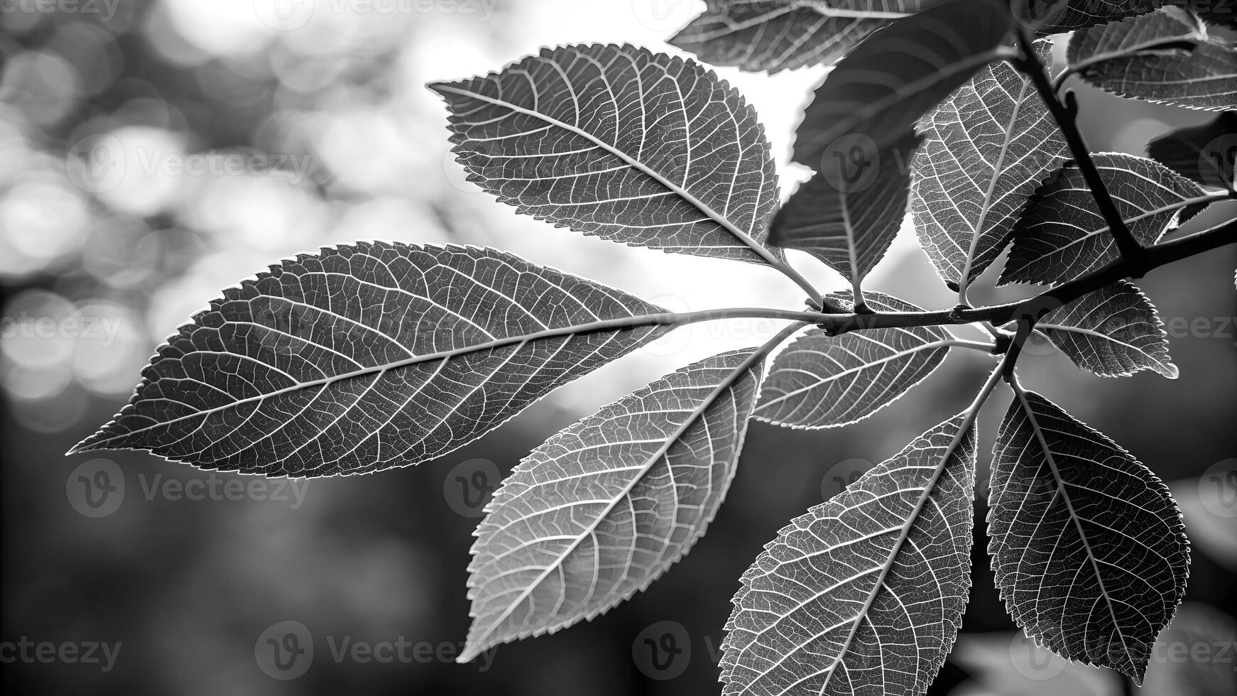 Black and white leaf photo with intricate vein details in nature for designers and photographers seeking high-quality botanical images nature