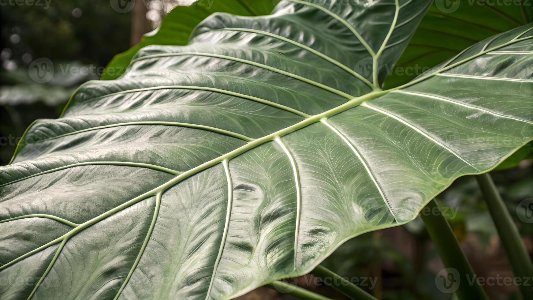 Large leaf detailed texture in natural setting for nature enthusiasts and gardeners summer photo