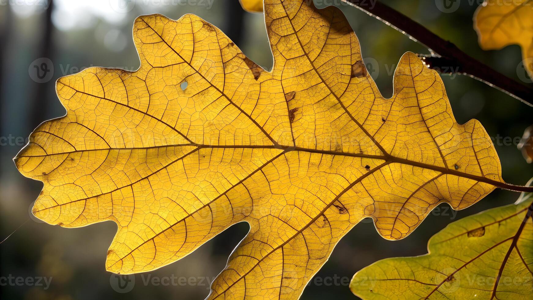 Sunlit oak leaf detailed texture in forest for nature enthusiasts and photographers oak photo