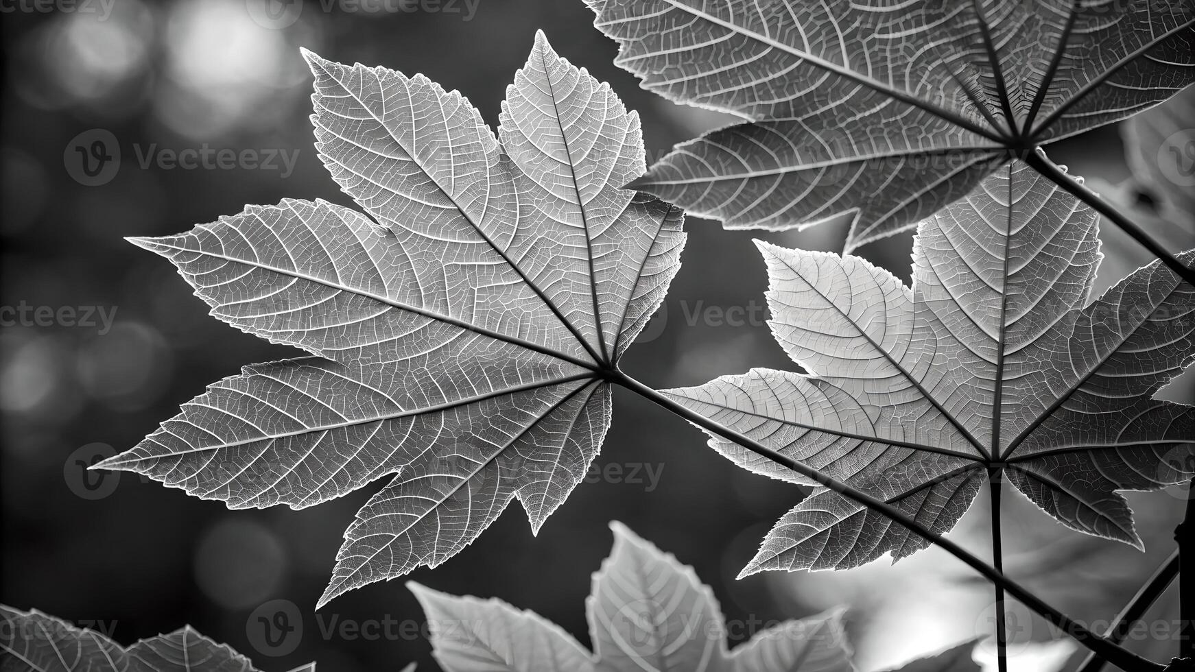 Black and white maple leaves intricate vein patterns nature photography for designers design photo