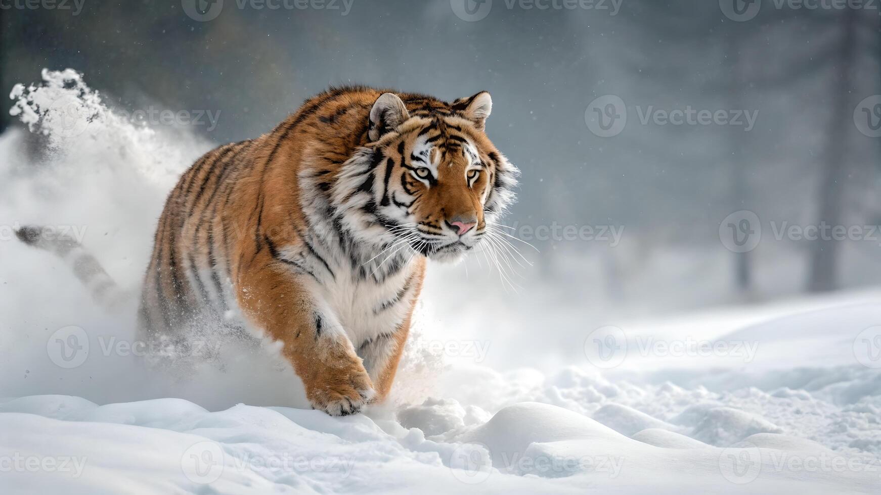 Majestic Tiger Running Through Deep Snow in Winter Wonderland photo