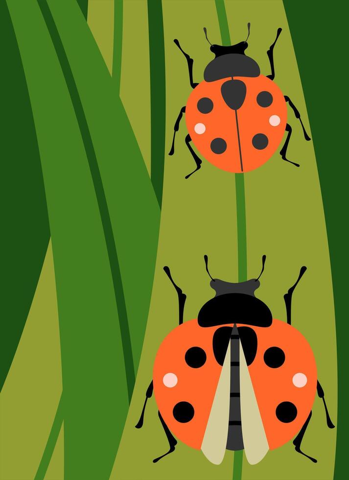 Insect Ladybug In Leave Illustration vector