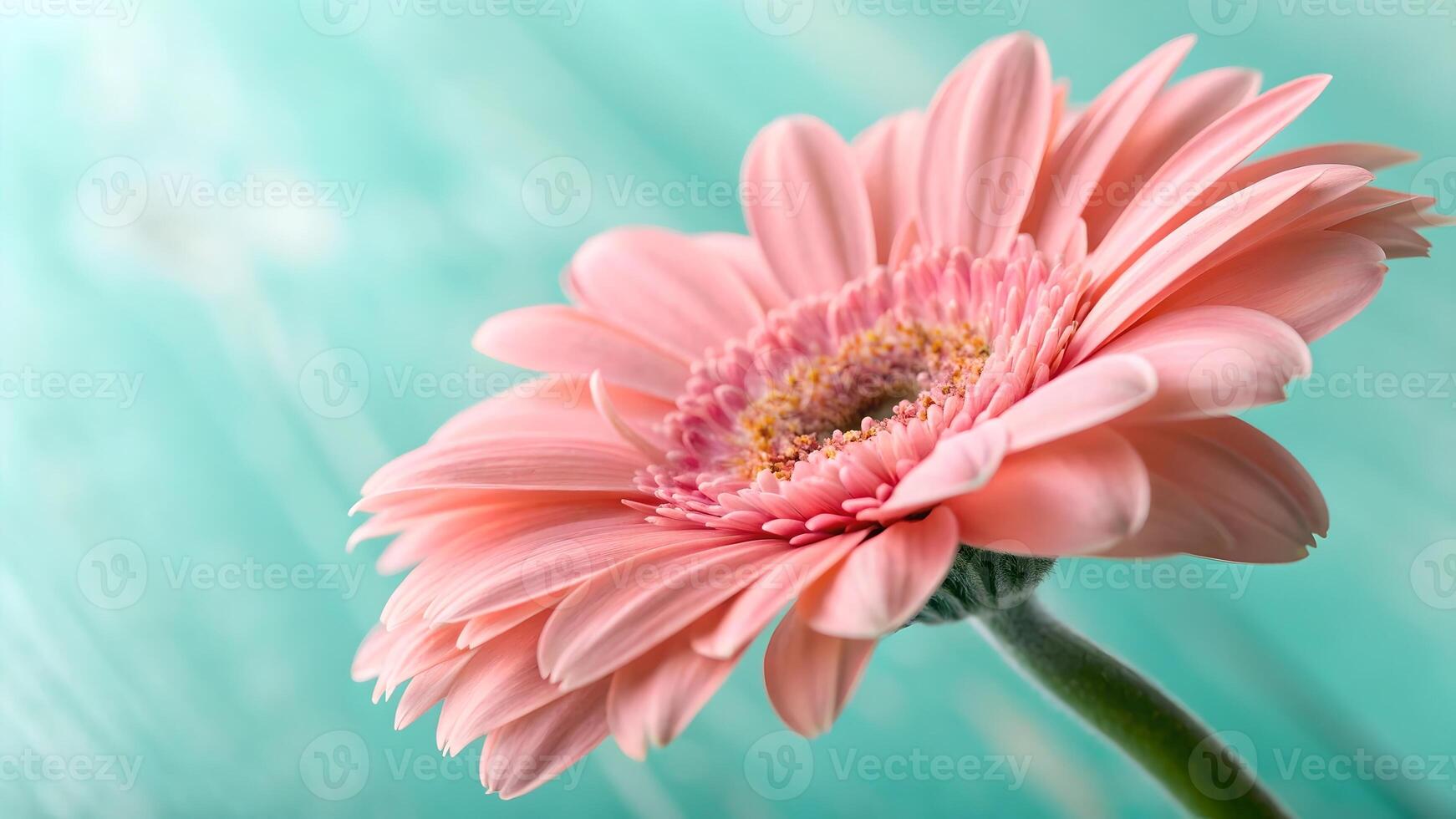 Pink Gerbera Daisy Close-Up on Soft Blue Background for Nature Lovers and Floral Designers Seeking High-Quality Images for Websites, Blogs, and Social Media Content photo