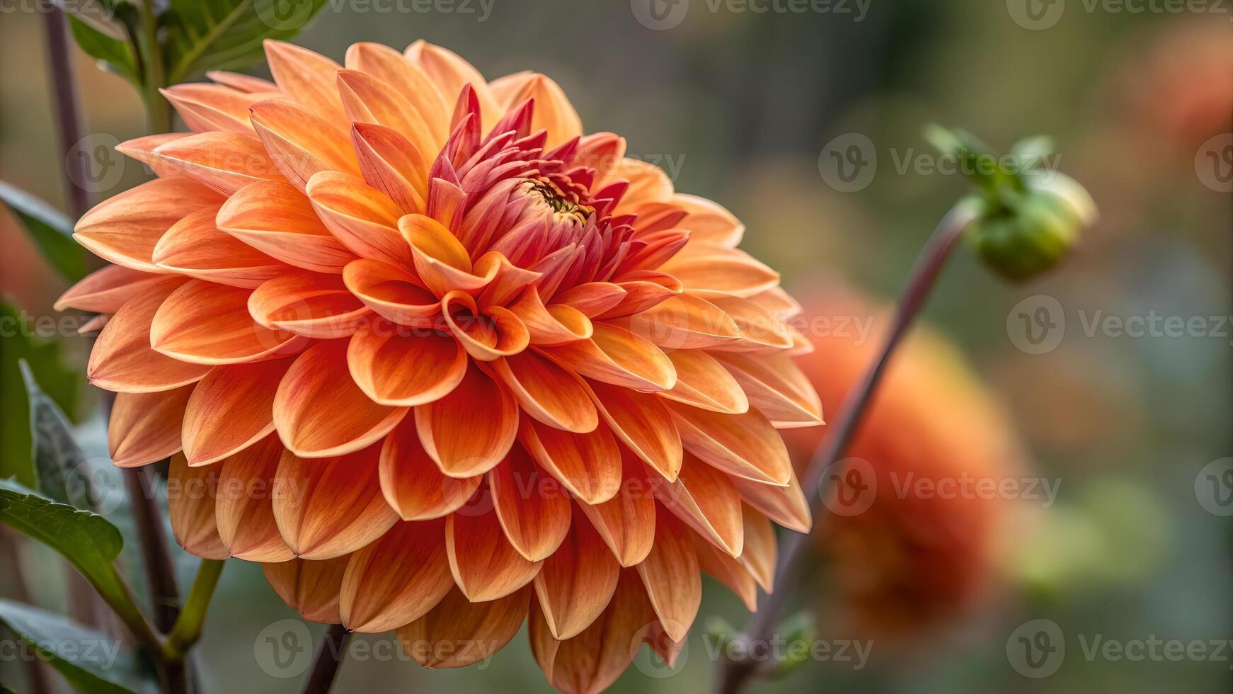 Vibrant Orange Dahlia Flower in Bloom for Gardeners and Floral Designers Seeking Stunning Botanical Imagery flower photo