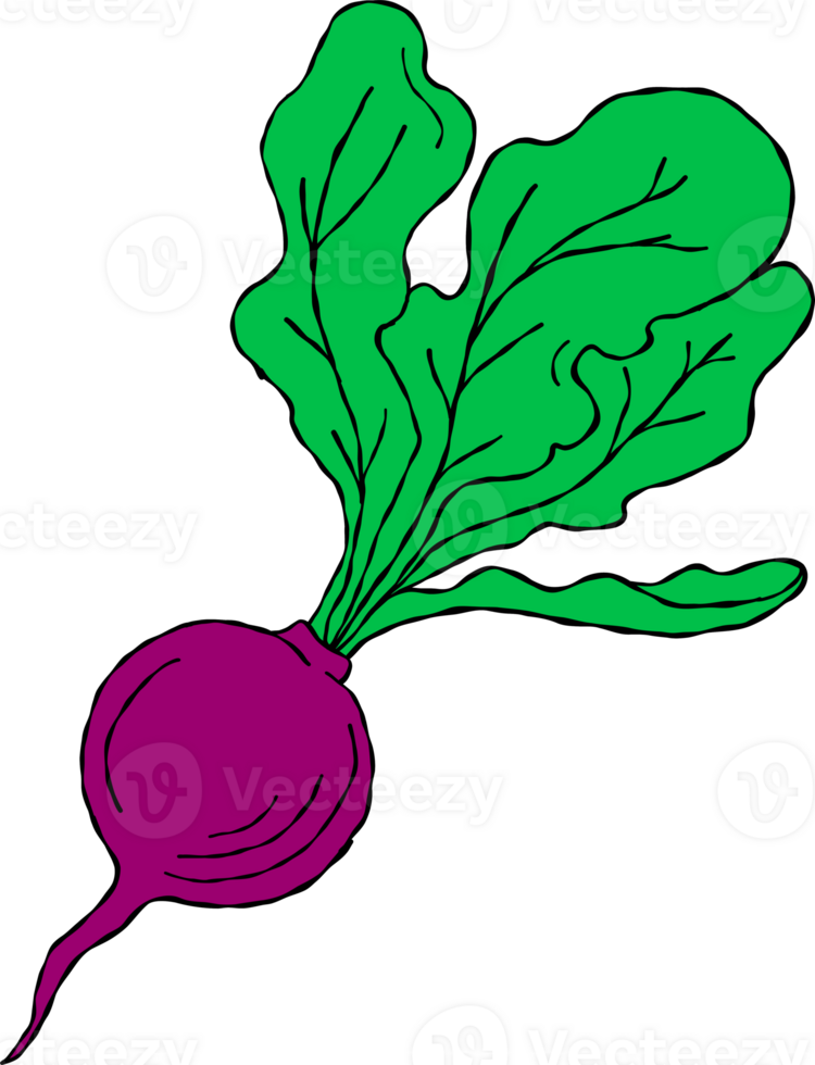 beetroot vegetable drawing png