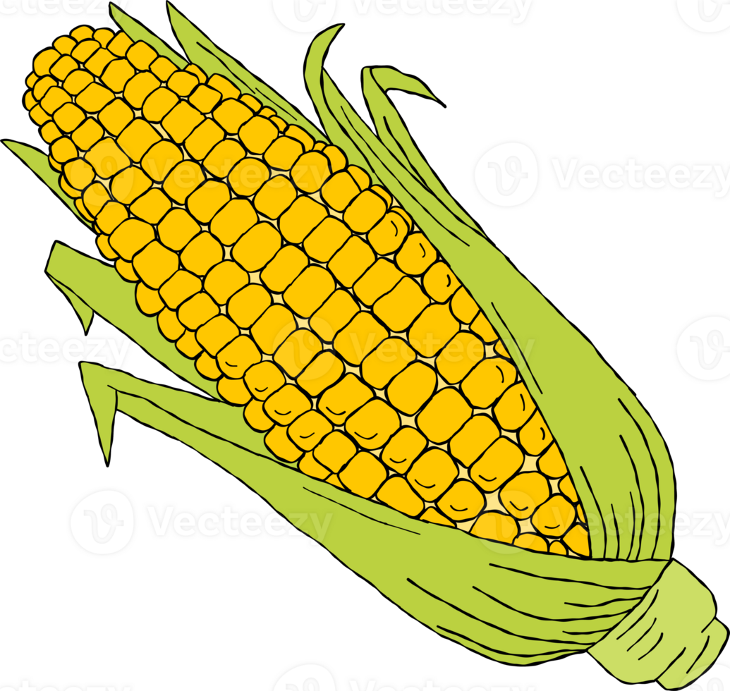 hand drawn of Corn. Golden maize corn cob png