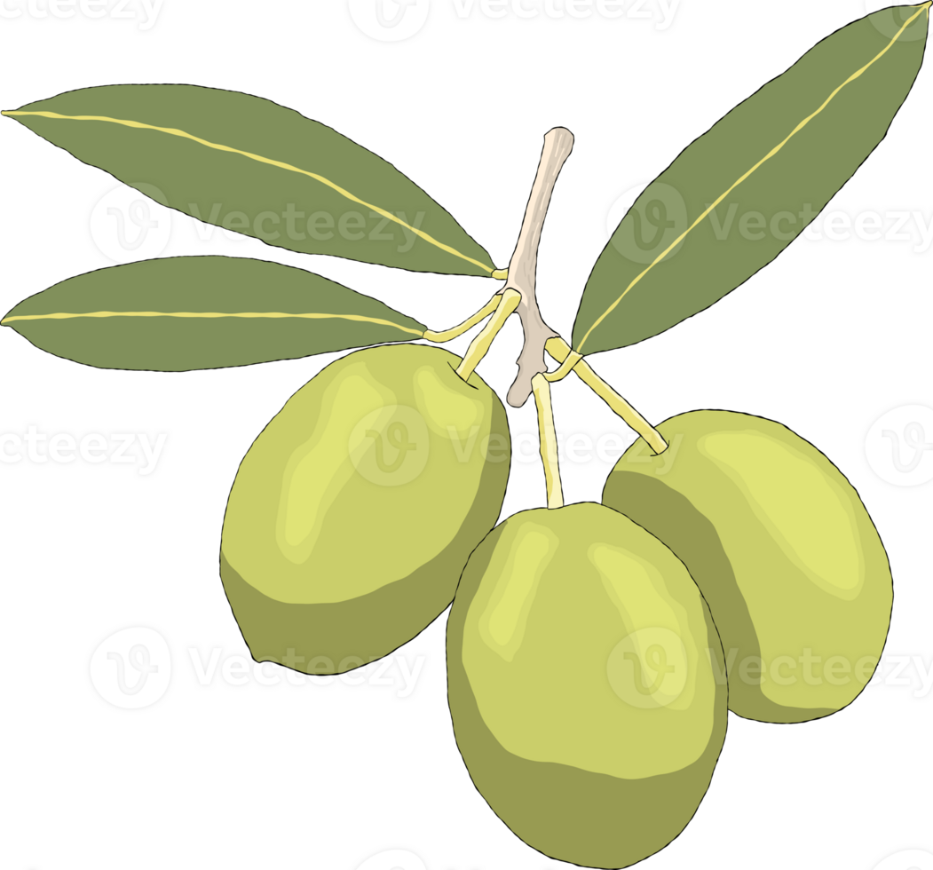 olives hand drawn cartoon drawing garden plant png